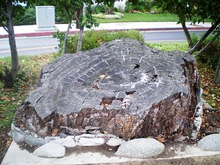 <span class="mw-page-title-main">Encino Oak Tree</span> Historic site in Los Angeles, California