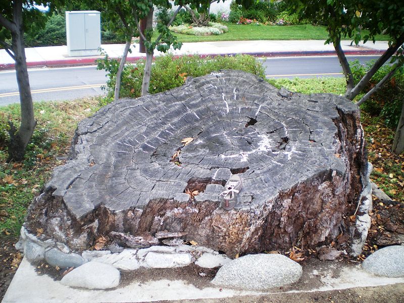 File:Encino Oak Tree.jpg