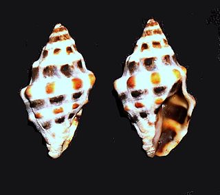 <i>Engina zepa</i> Species of gastropod