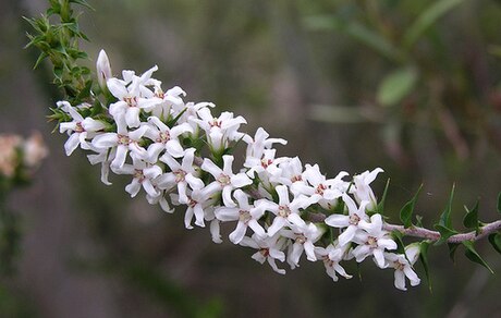 杜鵑花菌根