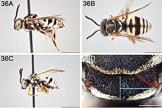 <i>Epeolus compactus</i> Species of bee