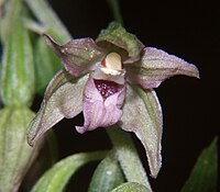 Epipactis neglecta