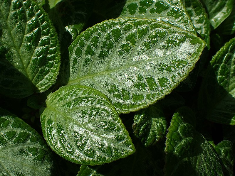 File:Episcia cupreata kz01.jpg