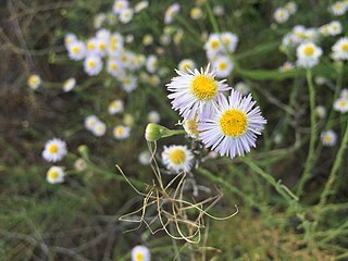 <i>Erigeron arisolius</i> Species of flowering plant