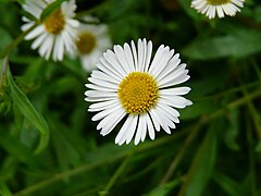 Capitule d'Erigeron karvinskianus