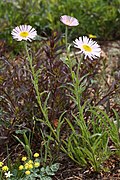 Erigeron peregrinus (Subalpine Fleabane)