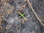 Eryngium paniculatum - Incendio Palmar El Salto, Viña del Mar, febrero 2012 por Pato Novoa.jpg