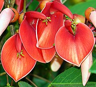 Erythrina crista -Galli Opened Flower.JPG