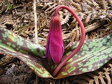 Erythronium dens-canis, sur un tapis de fougère aigle