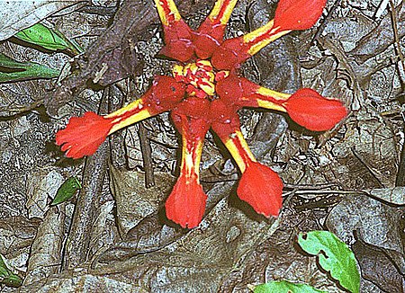 Etlingera_coccinea