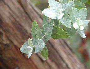 Descripción de la imagen Eucalyptus crenulata.jpg.