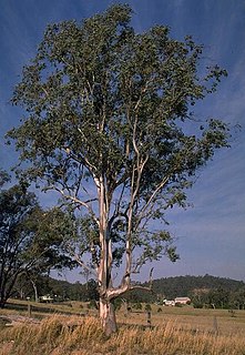 <i>Eucalyptus glaucina</i> species of plant