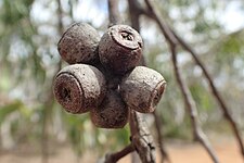 fruit Eucalyptus patens fruit.jpg