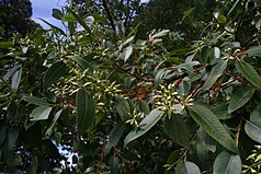 Swamp Mahogany (Eucalyptus robusta)