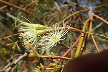 Flowers in Kings Park, Perth Eucalyptus sargentii flowers.jpg