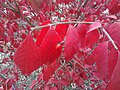 Up close on some leaves and a berry like thing.