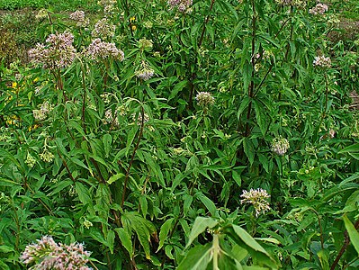 Eupatorium cannabinum Habitus