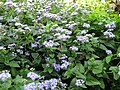 Eupatorium coelestinum