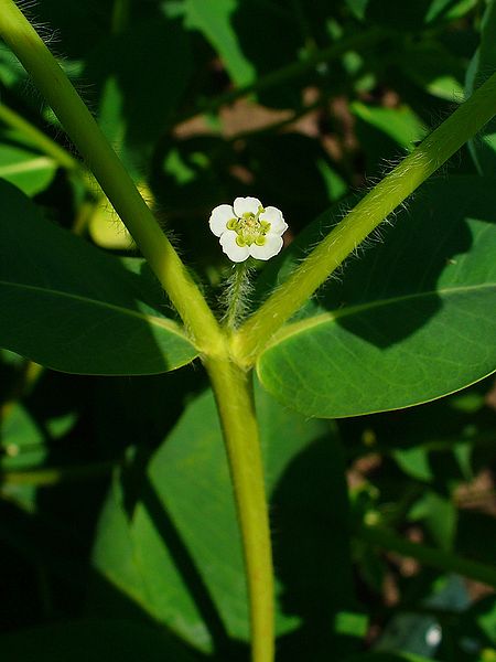 File:Euphorbia marginata 004.JPG