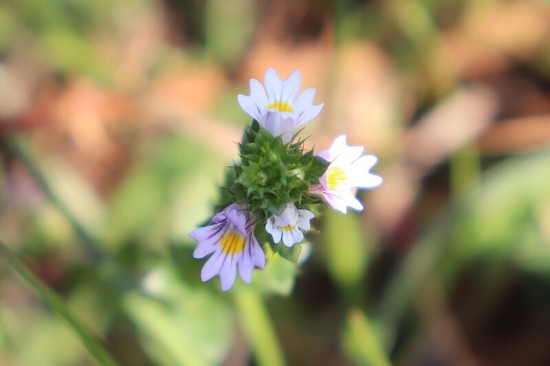 File:Euphrasia stricta 105860648.jpg