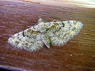 <i>Eupithecia laquaearia</i> Species of moth