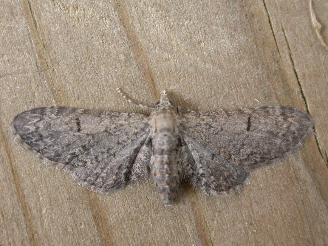 Eupithecia ultimaria