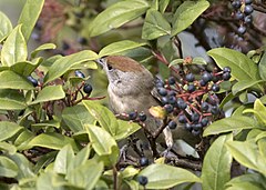 Sylvia atricapilla Eurasian blackcap (female) Karabaşlı ötleğen (dişi)