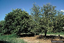 Example of Blight vs healthy tree.jpg