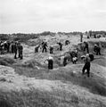 Kolaborancji i pojmani niemieccy oficerowie przydzieleni do prac nad ekshumacjami masowych grobów (sierpień 1945 roku)