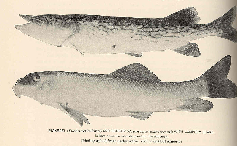 File:FMIB 39800 Pickerel (Lucius reticulatus) and Sucker (Castostomus commersonii) with Lamprey Scars In both cases the wounds penetrate the.jpeg