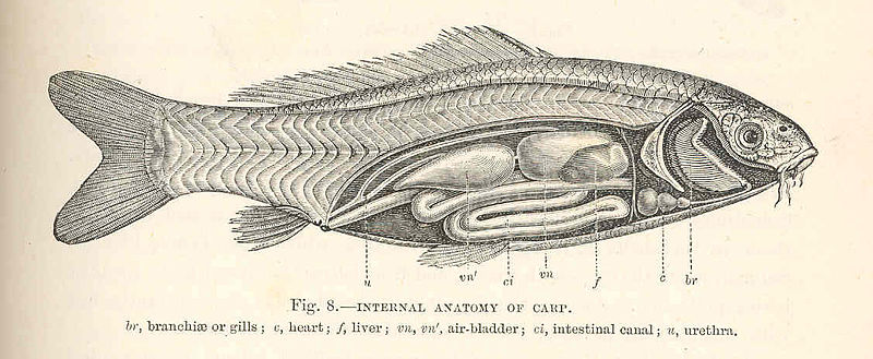 File:FMIB 47973 Internal Anatomy of Carp.jpeg