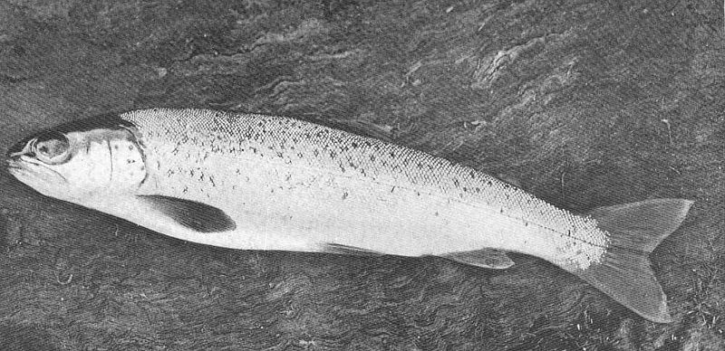 File:FMIB 49600 Yellow-fin Smolt of the Sea trout 1st May 1905.jpeg