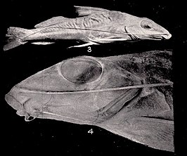 Iheringichthys megalops