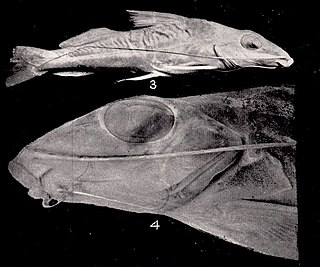 <i>Iheringichthys megalops</i> Species of fish