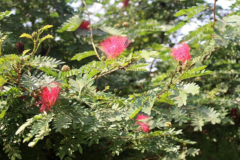 File:Fabales - Calliandra haematocephala 1.jpg