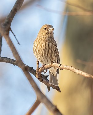 Female house finch in Central Park