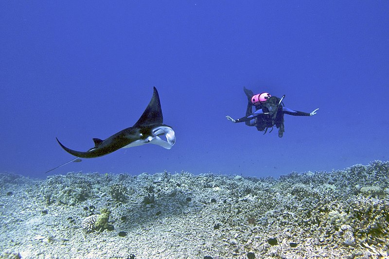 File:Female scuba diver swims with a young male Manta ray - Kona district, Hawaii.jpg
