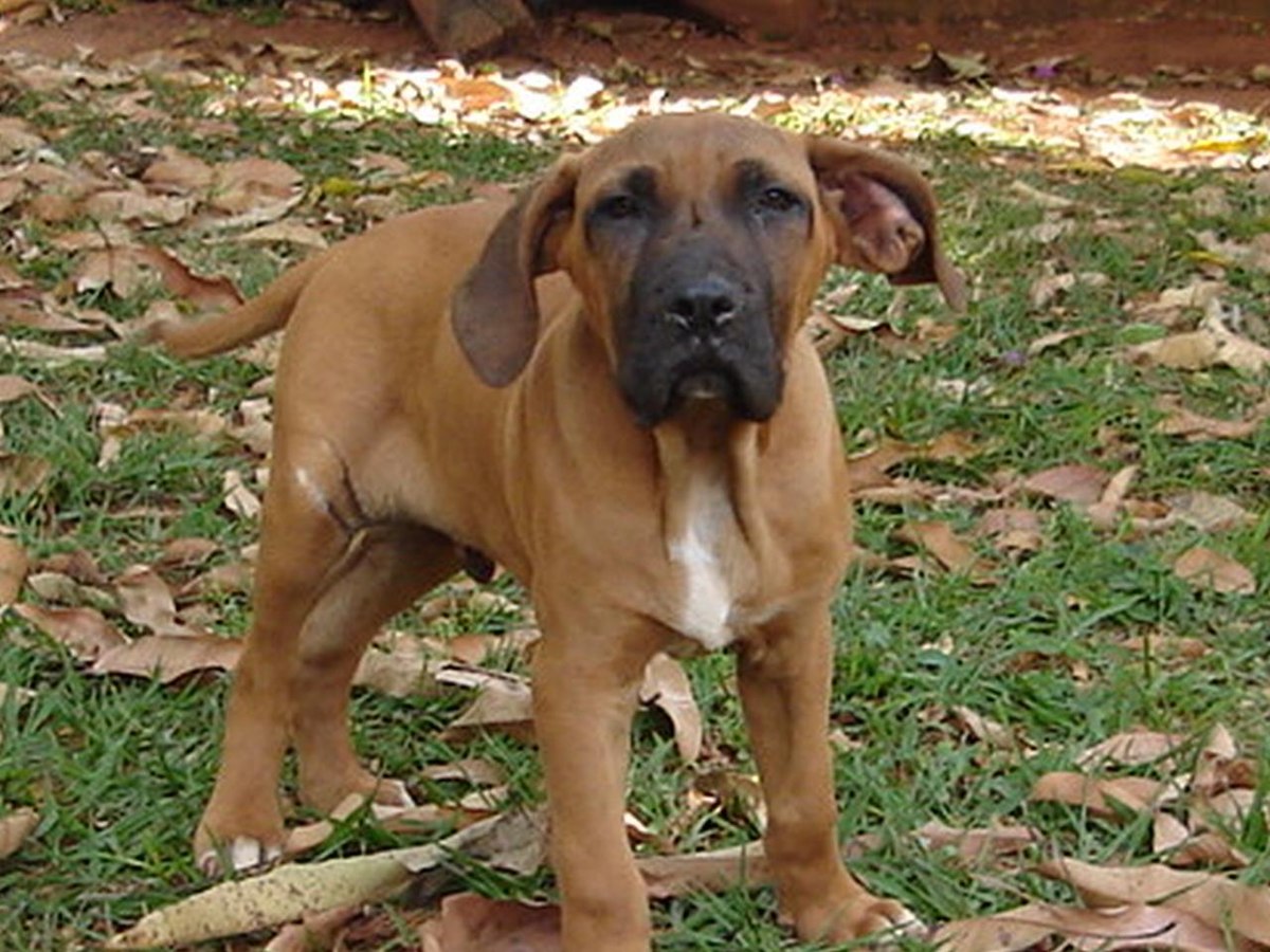 Fila Brasileiro Puppies - 7 weeks old 