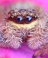 Flickr - Lukjonis - Jumping spider - Marpissa radiata (Portrait).jpg