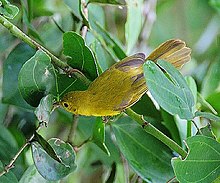 Flickr - Rainbirder - Lille gul fluesnapper (Erythrocercus holochlorus), crop.jpg