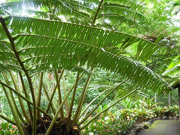 Image: Flickr   brewbooks   Angiopteris evecta   Mule's foot fern (1)