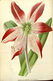 Drivhusflora v17 027a.jpg