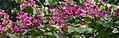 Flowers I IMG 2101.jpg