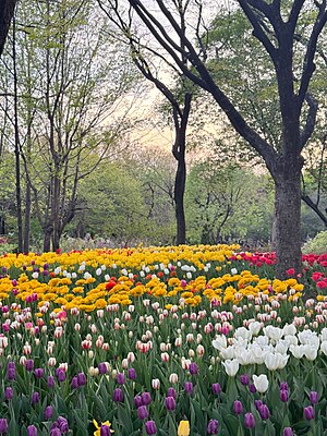 Seoul Forest