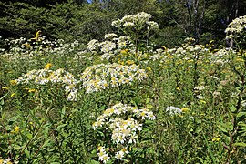 Flat-top white aster