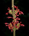 Achyrospermum (Lamiaceae)