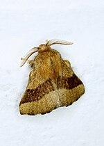 Thumbnail for Forest tent caterpillar moth