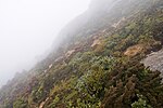 Forest in Yakushima 70.jpg