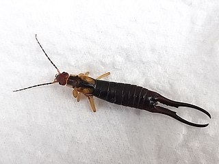 <i>Forficula tomis</i> Species of earwig