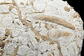 * Nomination Microfossils (focus stacking). --ComputerHotline 20:27, 11 June 2011 (UTC) * Decline  Oppose No identification of the species, no place of collection, no geological stage, no dimensions. --Archaeodontosaurus 07:38, 12 June 2011 (UTC)